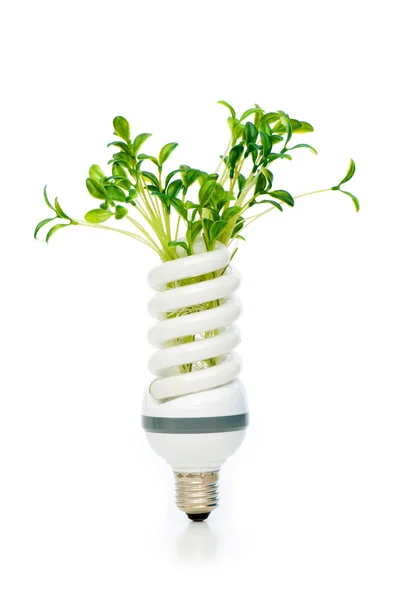 Энергосберегающая лампа с зелеными саженцами — стоковое фото