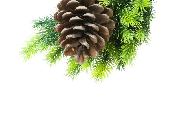 Cone and christmas tree isolated — Stock Photo, Image