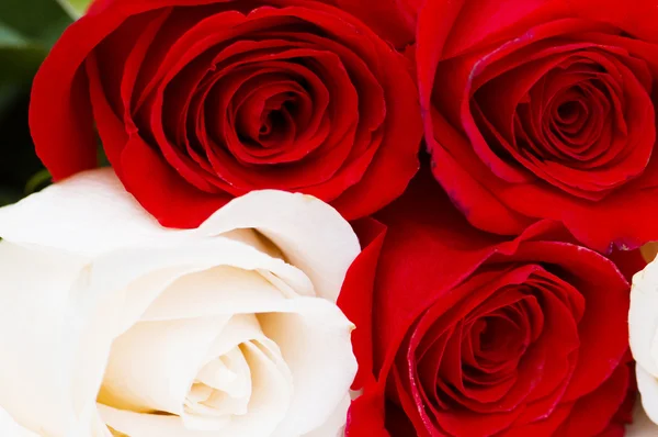 Rote und weiße Rosen vereinzelt — Stockfoto