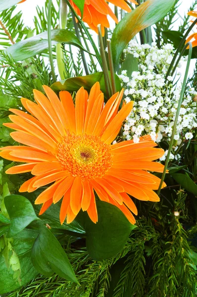 Laranja gerbera flor agaisnt verde — Fotografia de Stock