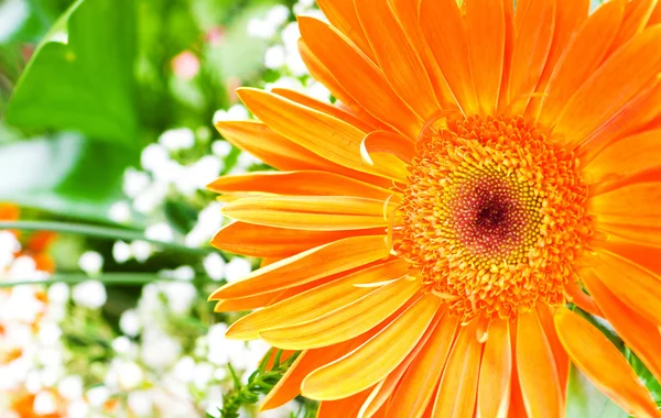 Gerbera arancione fiore verde agaisnt — Foto Stock