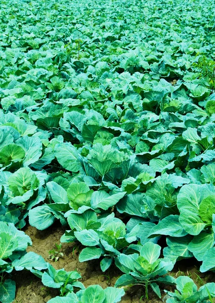 Many rows of green cabbage — Stock Photo, Image