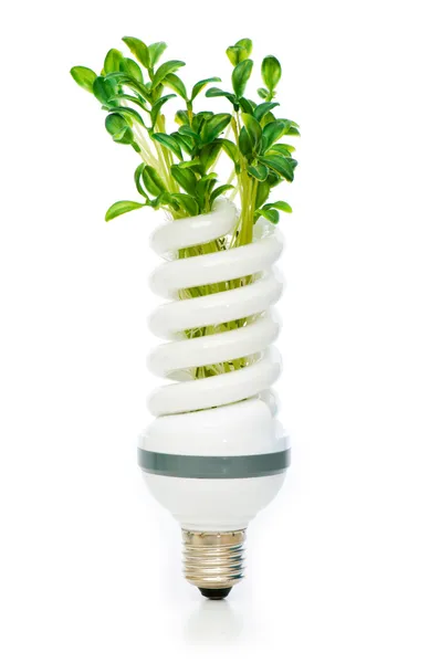 Lâmpada economizadora de energia com plântulas verdes — Fotografia de Stock