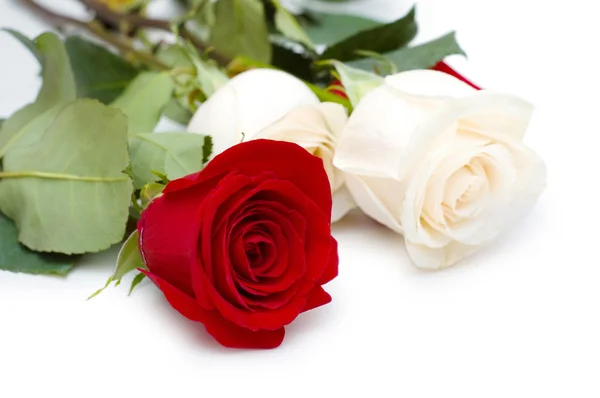 Roses rouges et blanches isolées Image En Vente
