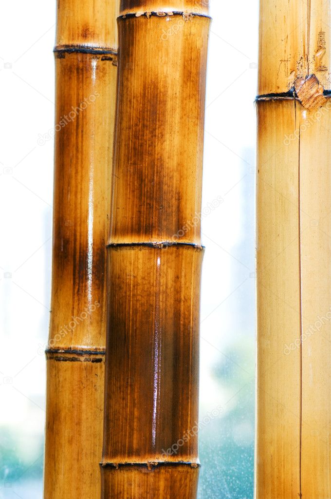 Bamboo branches isolated on the white