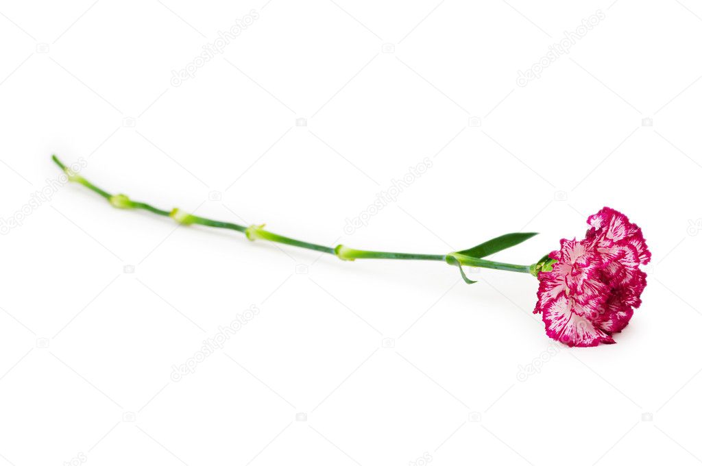 Red carnation isolated on the white