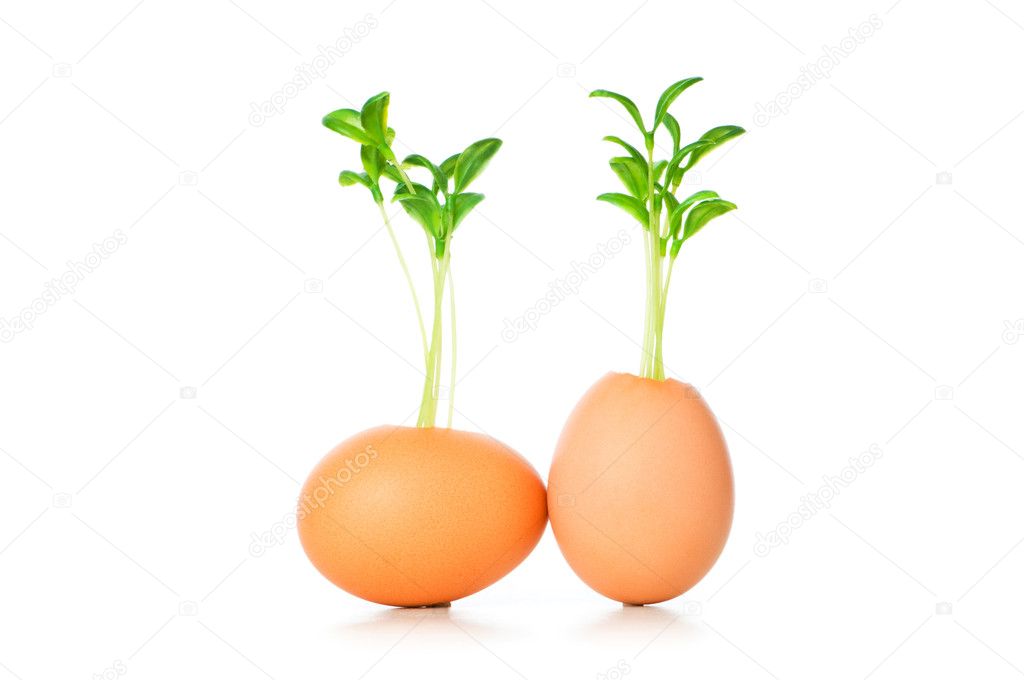 New life concept with seedling and egg