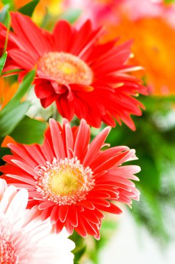 Gerbera flowers agaisnt green clipart