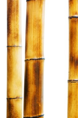 Bamboo branches isolated on the white clipart