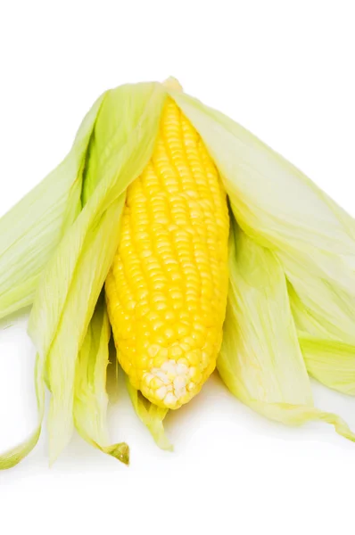 Pannocchie di mais isolate sul bianco — Foto Stock