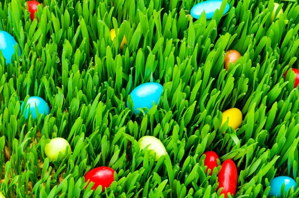 Easter concept - colourful eggs in grass — Stock Photo, Image