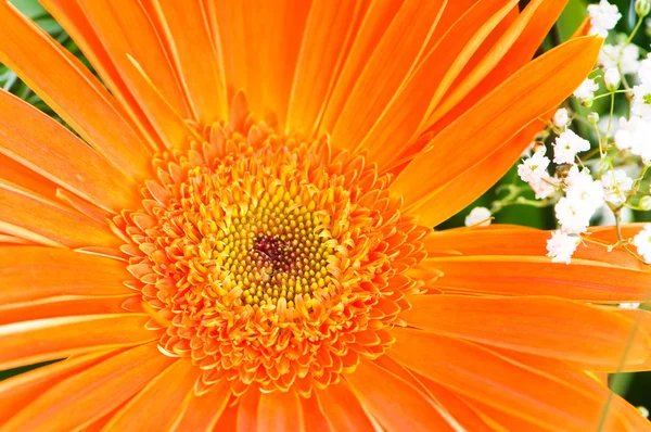 Orange gerbera flower agaisnt green — Stock Photo, Image
