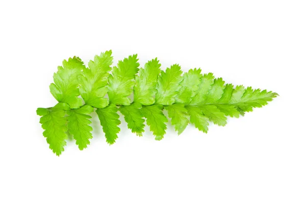 Leaf of fern isolated on white — Stock Photo, Image