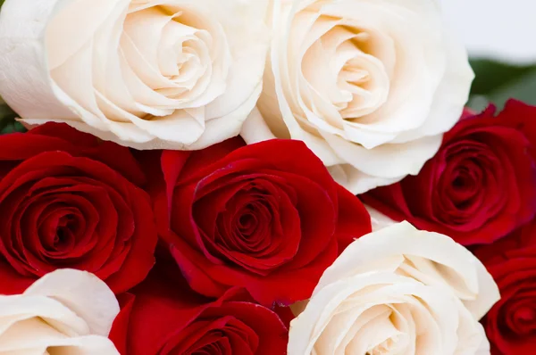 孤立的红、 白玫瑰 — 图库照片