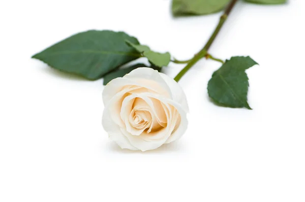 Biało -czerwone róże na białym tle — Zdjęcie stockowe