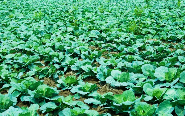 Many rows of green cabbage — Stock Photo, Image