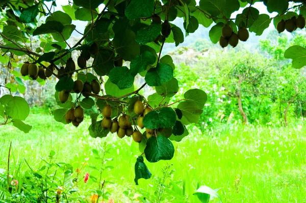 Big cluster of kiwi fruit on the tree — Stock Photo, Image