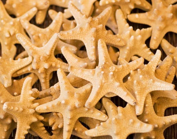Estrellas marinas — Foto de Stock