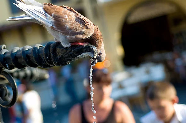 Stock image Drinking pigeon