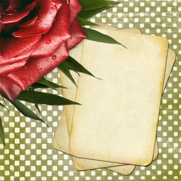 Grunge papíry s červenou růží pro design — Stock fotografie