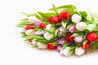 Tulips clipart