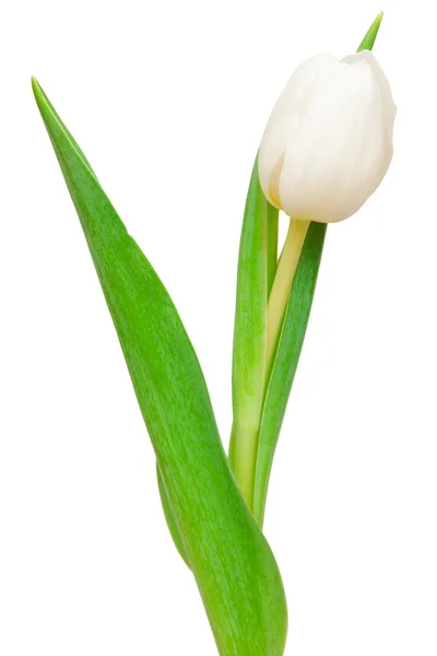 Tulipe blanche — Photo