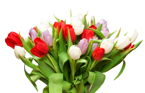 Tulipany — Zdjęcie stockowe