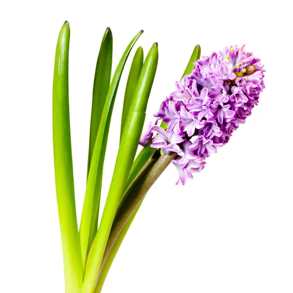 Hyacint — Stock fotografie