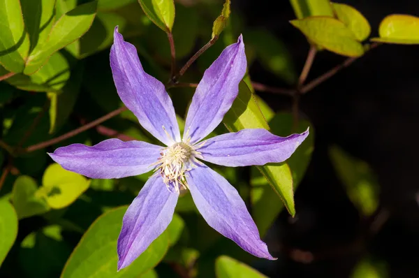 stock image Clematis