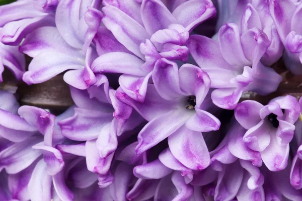 Hyacinth — Stock Photo, Image