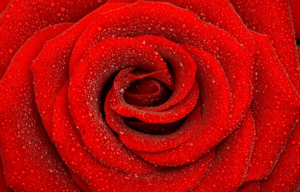 One beautiful rose, close-up, background