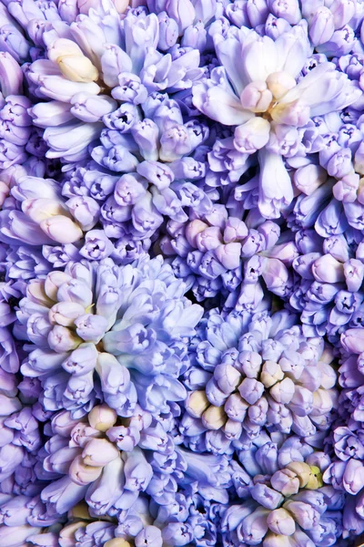 Stock image Hyacinth