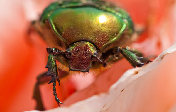 Beetle