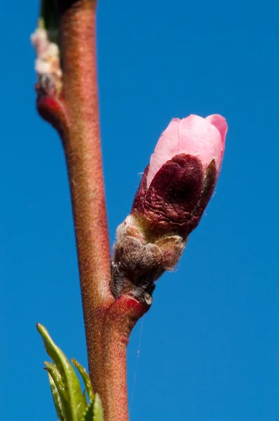 Cerejeira — Fotografia de Stock