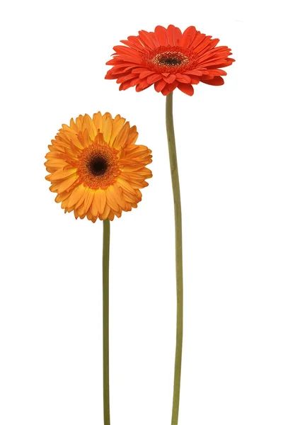Dvě květiny — Stock fotografie
