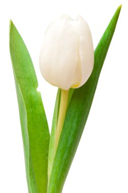 White tulip clipart