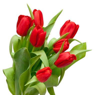 Red tulips clipart