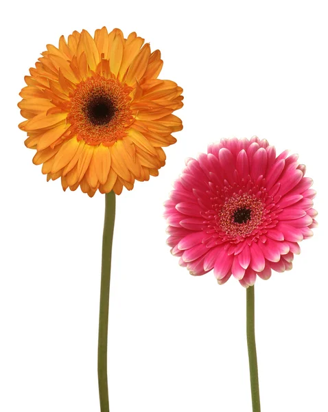 Zwei Blumen — Stockfoto
