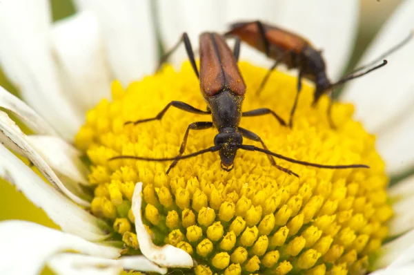 Stock image Flower