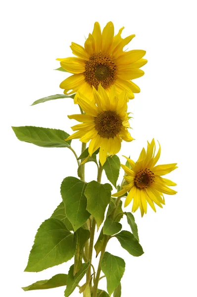 Boquet sunflower — Stock Photo, Image