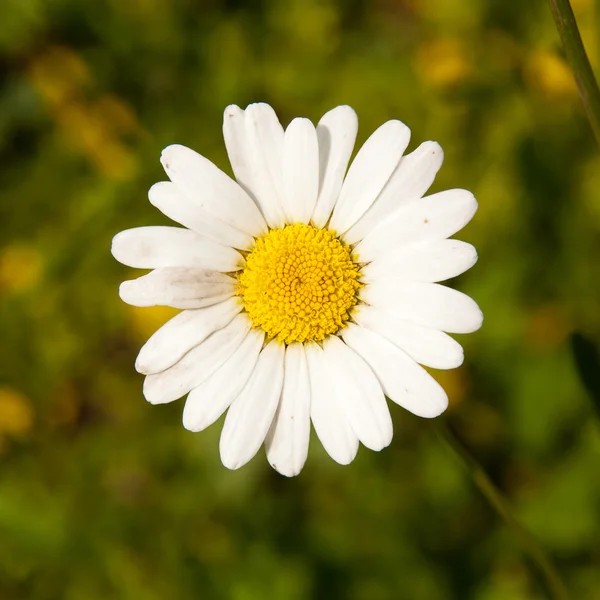 stock image Camomile