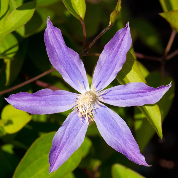 Clematis — Stock Photo, Image