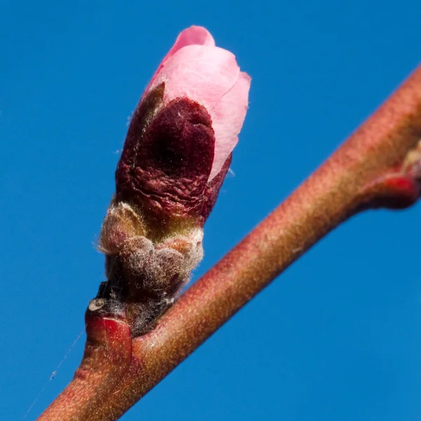Cherry-tree — Stock Photo, Image