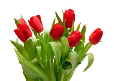 Red tulips clipart