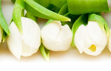 Tulips clipart