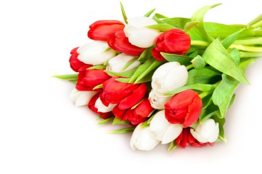 Tulips clipart