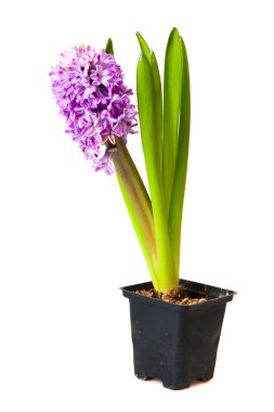 Hyacinth clipart