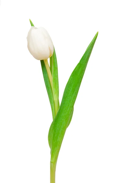 Witte tulip — Stockfoto