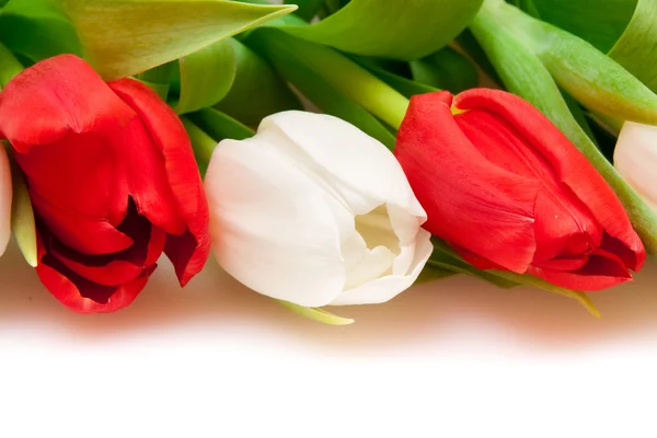 Тюльпаны — стоковое фото