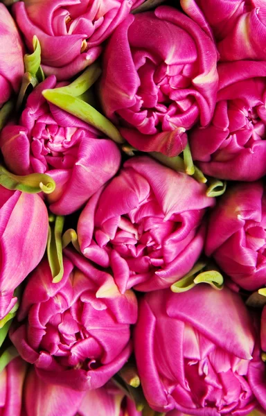 Tulips — Stock Photo, Image